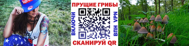 купить закладку  Зуевка  Псилоцибиновые грибы Psilocybine cubensis 